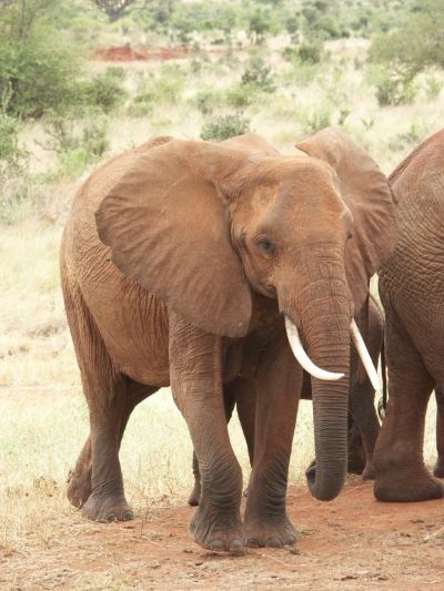 Elefanten an der Trinkstelle