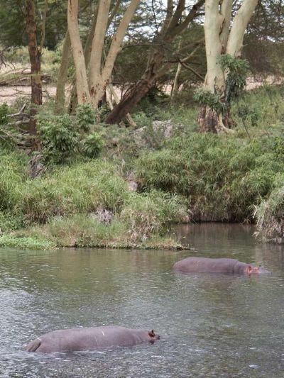 Kolosse beim Schwimmen