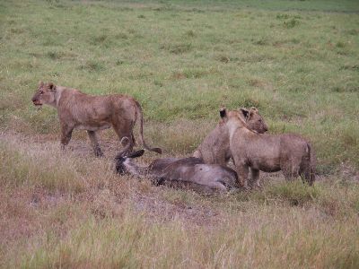 Die Löwenmama wittert schon wieder ein neues Gnu