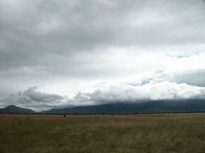 Strauss bei der Balz